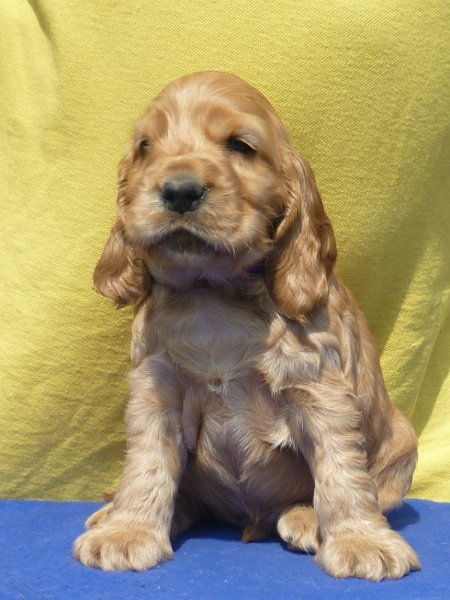 17. Grey pod Ořechem-fialová.JPG